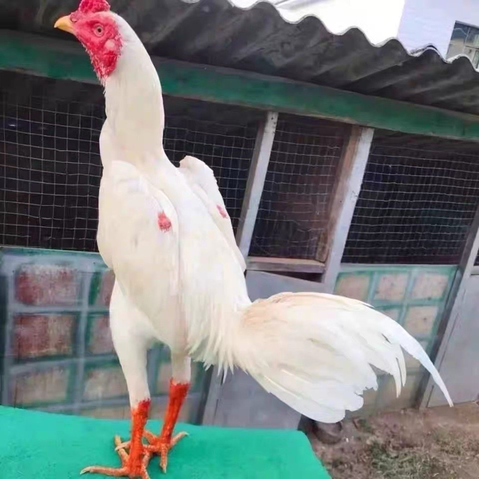 纯种越南斗鸡种蛋小白龙种蛋大冠斗鸡受精蛋受精斗鸡种蛋观赏鸡,宠物/宠物食品及用品,宠物鸡,淘宝优惠券,粉丝福利购,淘宝优惠卷