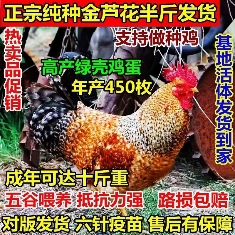 【现货秒发】半斤金芦花鸡鸡苗脱温鸡活苗散养产绿壳蛋健康好养殖