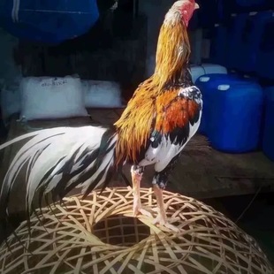 正宗纯种盖沙斗鸡人工受精种蛋格斗之王菲律宾斗鸡成年可孵化鸡蛋