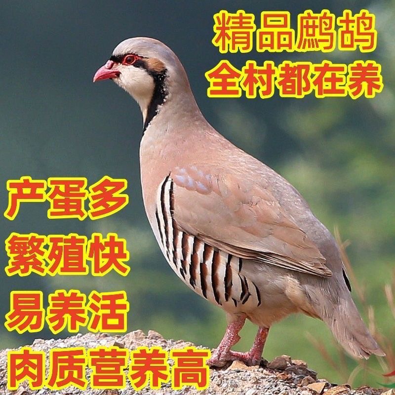 【活体】呱呱鸡宠物活物嘎嘎鸡飞龙鸟鹧鸪鸡养殖场直供包活鹧鸪