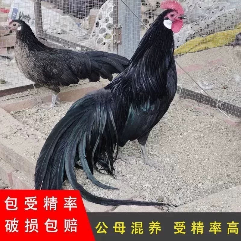 鲜蛋黑色长尾鸡种蛋可孵化受精蛋可孵化的宠物鸡蛋小型观赏鸡