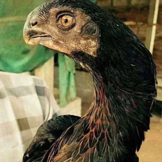 鹰嘴斗鸡正宗种蛋菲律宾斗鸡缅甸斗鸡阿塞尔格斗之王受精蛋可孵化