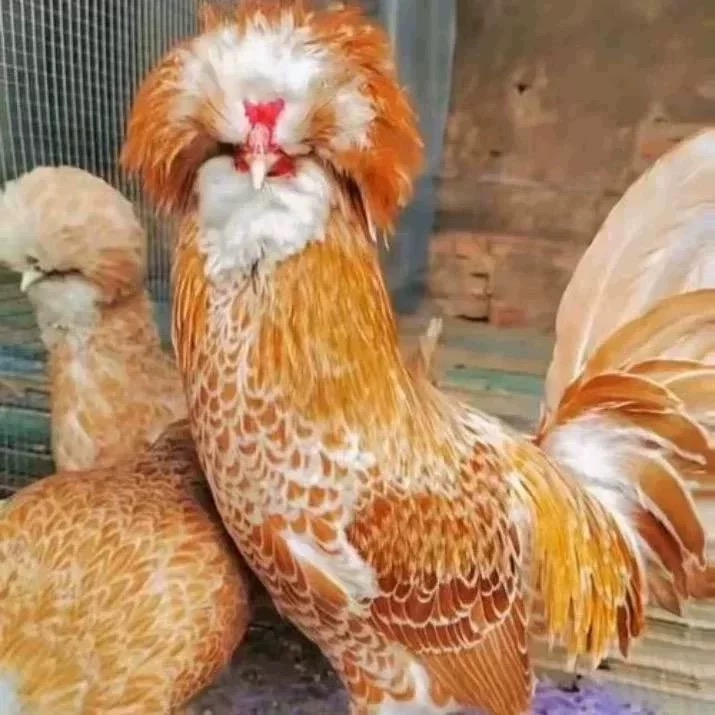 新品种观赏鸡黄金波兰帽子鸡活苗纯种帽子鸡小鸡宠物鸡琉盏鸡鸡苗