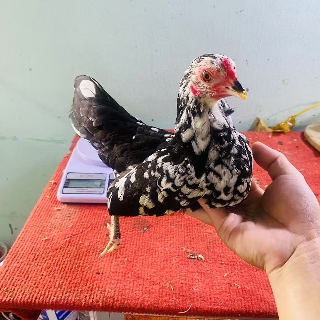 越南小竹鸡、小竹鸡、战斗鸡、小竹鸡、宠物鸡