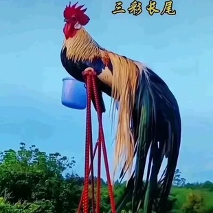 半斤脱温长尾鸡观赏鸡三色麻长尾凤鸡白鸡长尾鸡苗稀黄金鸡活苗