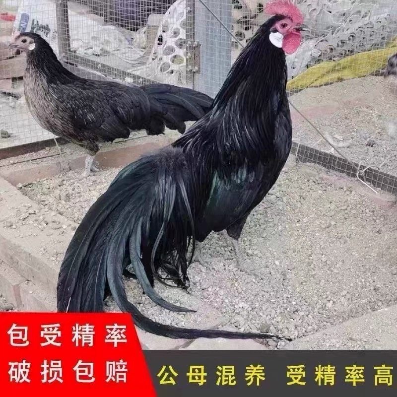 鲜蛋黑色长尾鸡种蛋可孵化受精蛋可孵化的宠物鸡蛋小型观赏鸡,宠物/宠物食品及用品,宠物鸡,淘宝优惠券,粉丝福利购,淘宝优惠卷