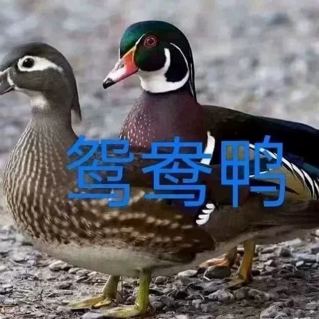 正宗鸳鸯鸭网红七彩鸳鸯鸭子可观赏可养殖鸭苗活的鸳鸯小鸭子便宜,宠物/宠物食品及用品,宠物鸭,淘宝优惠券,粉丝福利购,淘宝优惠卷