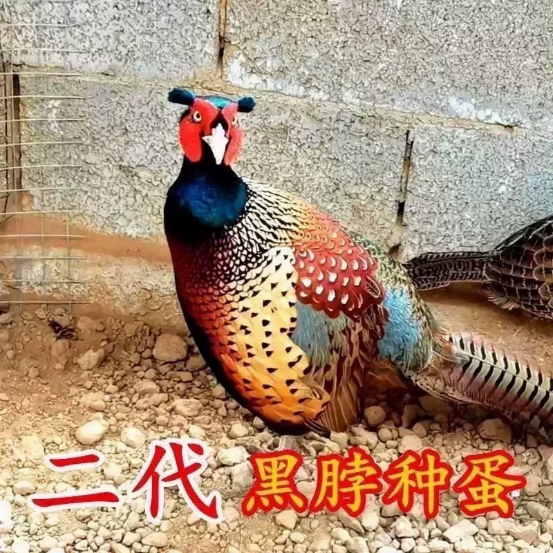 杂交黑脖山鸡10枚种蛋七彩山鸡孔雀蓝绿山鸡媒观赏宠物黑脖子鸡