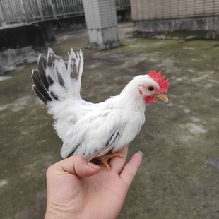 宝鸡鸡苗泰国矮脚鸡小鸡白桂鸡宠物鸡泰国白桂鸡小鸡苗观赏鸡 元