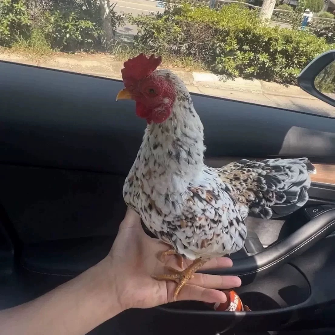 越南小竹鸡、小竹鸡、战斗鸡、小竹鸡、宠物鸡