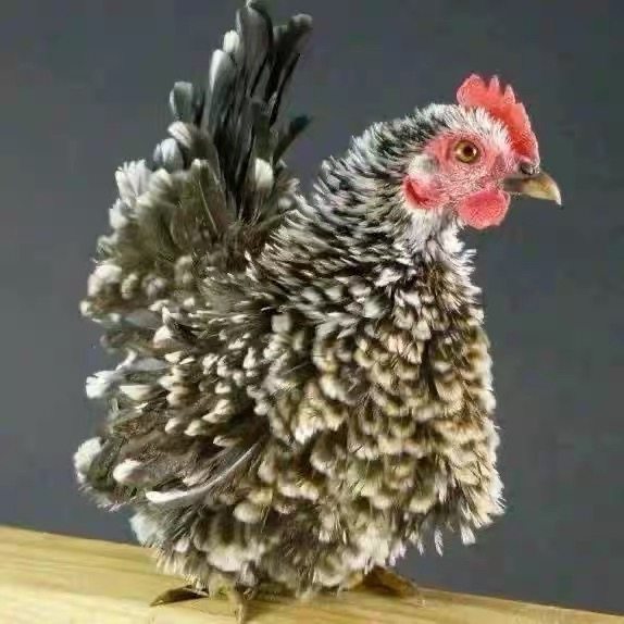 波兰鸡靴子鸡波澜鸡斑点斑纹观赏鸡受精蛋种蛋翻毛鸡斗鸡,宠物/宠物食品及用品,宠物鸡,淘宝优惠券,粉丝福利购,淘宝优惠卷