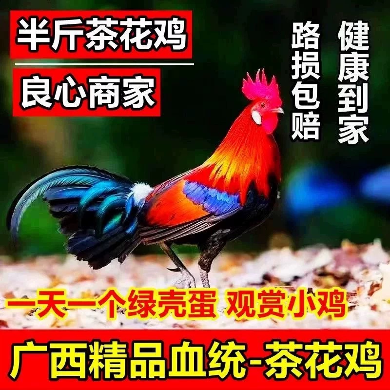 广西精品半斤茶花鸡苗小脚观赏鸡产绿壳蛋包活包邮健康好养现货发