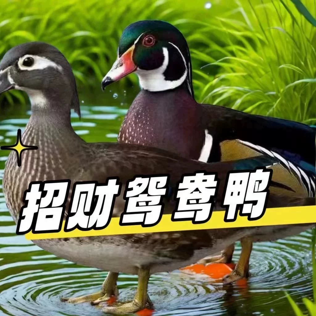 正宗鸳鸯鸭半大脱温苗半斤左右观赏鸭活体苗鸳鸯小鸭子家养