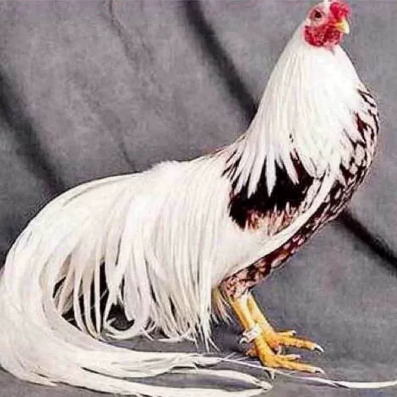 纯种雅酷哈玛鸡种蛋正宗观赏鸡可孵化受精种蛋宠物鸡长尾鸡种蛋