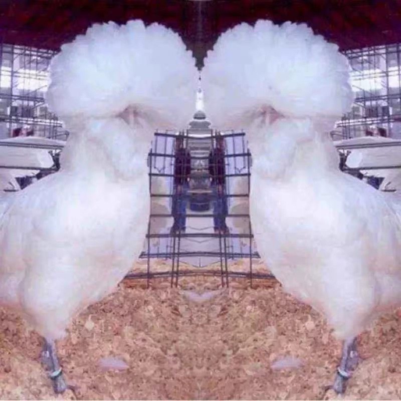 波兰小鸡可孵化帽子鸡种蛋白头翁受精率新鲜波澜红色观赏鸡受精卵,宠物/宠物食品及用品,宠物鸡,淘宝优惠券,粉丝福利购,淘宝优惠卷