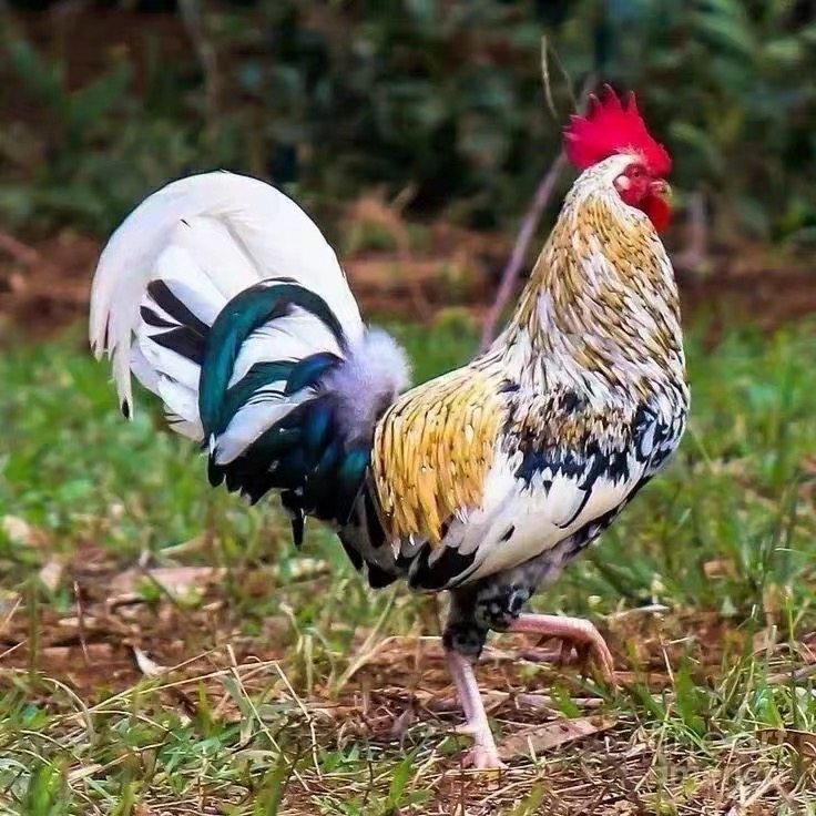 鹊山鸡种蛋受精蛋花鸡种蛋怀恩多特鸡受精蛋观赏鸡蛋,宠物/宠物食品及用品,宠物鸡,淘宝优惠券,粉丝福利购,淘宝优惠卷