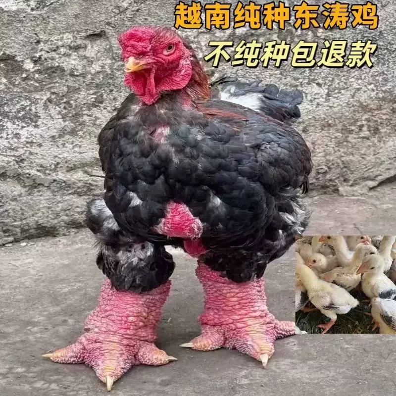 纯种越南东涛鸡巨型大脚鸡正宗粗腿鸡宠物观赏鸡小鸡幼仔散养