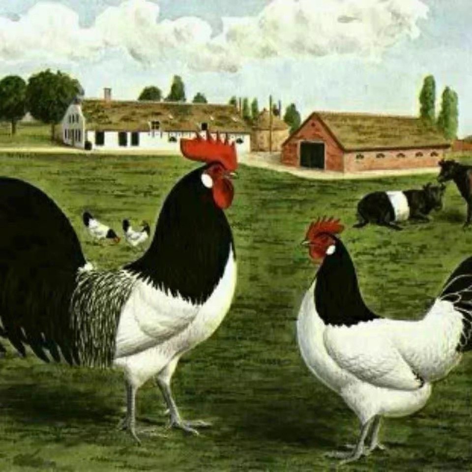 观赏鸡白色两头乌红色受精蛋种蛋孵化专用包破损网红鸡,宠物/宠物食品及用品,宠物鸡,淘宝优惠券,粉丝福利购,淘宝优惠卷