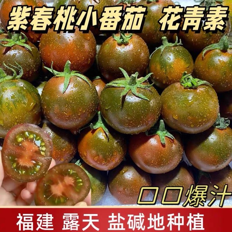 【精品】福建紫春桃巧克力西红柿子番茄孕妇儿童新鲜现摘生吃水果,水产肉类/新鲜蔬果/熟食,番茄,淘宝优惠券,粉丝福利购,淘宝优惠卷