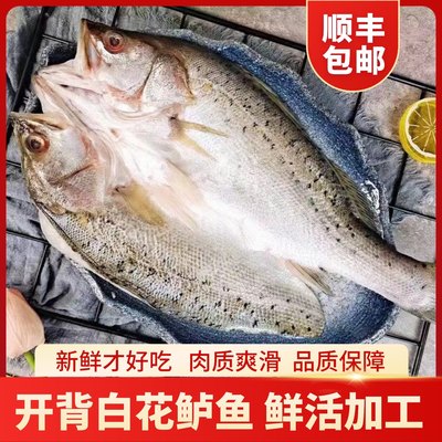 千渔海岛开背鲈鱼新鲜冷冻深海鱼