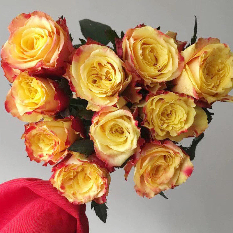 国魂 玫瑰花苗带花苞花卉观花绿植物阳台盆栽大花浓香灌木月季花