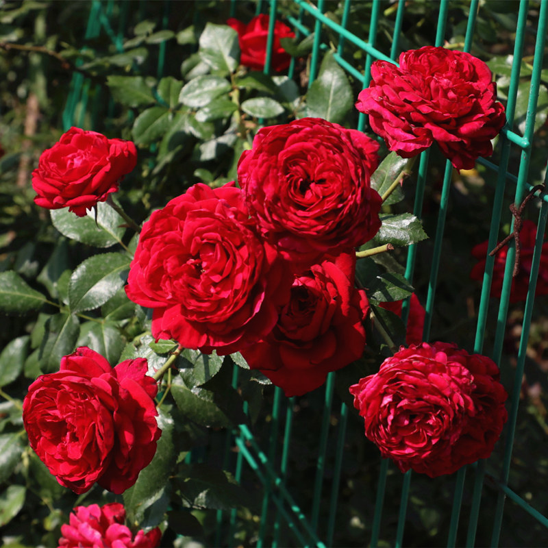 月季花 玫瑰国度的天使攀援玫瑰月季苗 阳台花卉浓香多季勤花盆栽