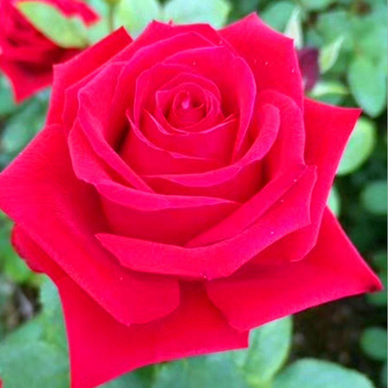 【法兰西玫瑰花苗】花卉观花绿植物大花浓香月季苗室内阳台盆栽