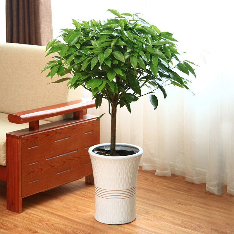 大型绿植平安树盆栽大客厅幸福树四季常青绿色植物花卉办公室包邮