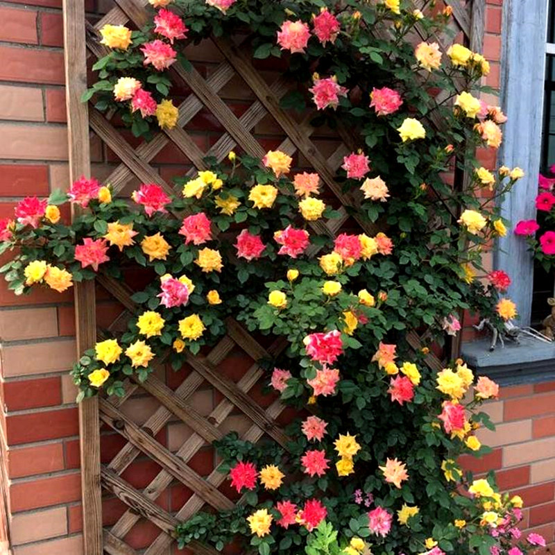 腾彩虹 爬墙月季爬藤植物五色藤本月季花苗阳台庭院