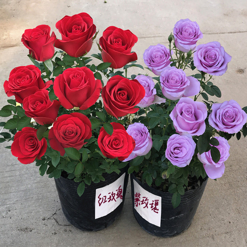 玫瑰花苗大花带花苞花卉观花绿植物盆栽月季蔷薇室内庭院阳台四季