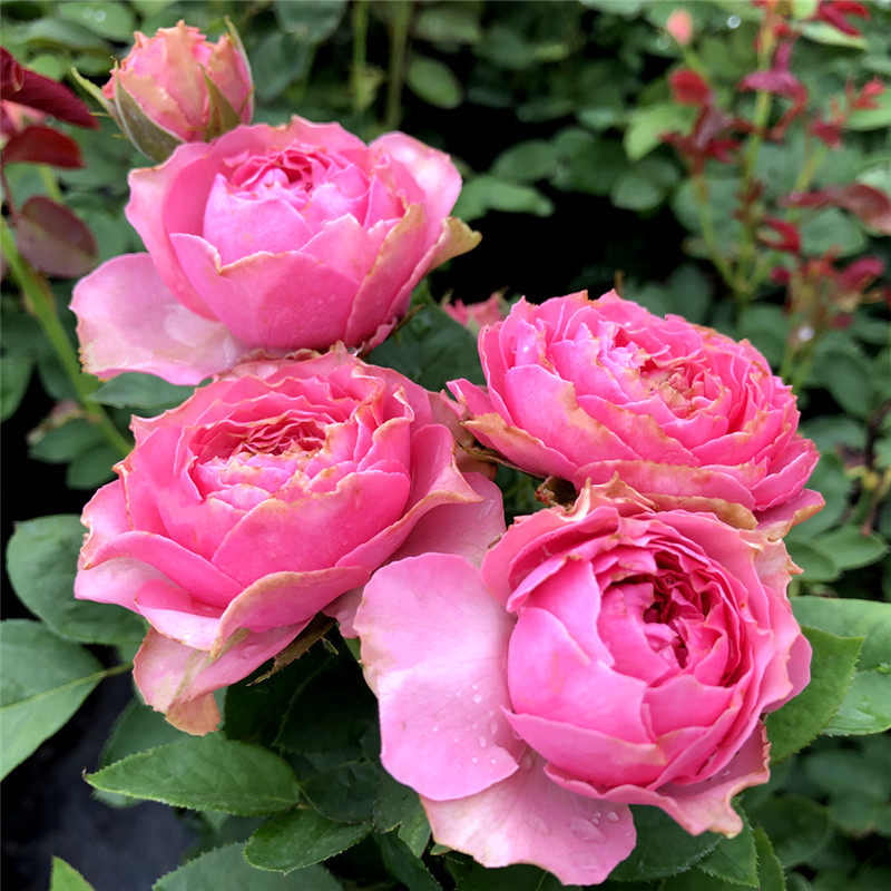 细波 日月 月季花 四季开花 灌木多头丰花月季花苗 阳台盆栽月季