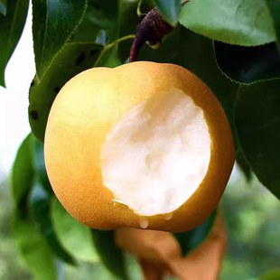 正宗秋月梨树果苗嫁接苗翠冠梨活苗苹果梨彩虹沙梨树苗南方北方种