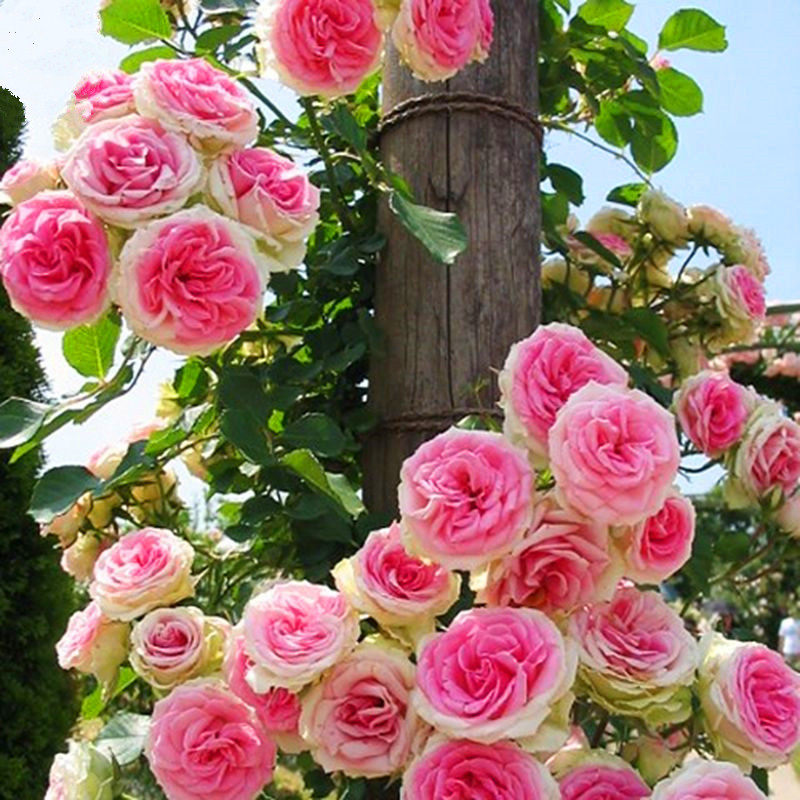 藤本 藤小伊迷你小伊甸园 月季花苗庭院四季植物爬藤攀援花卉盆栽