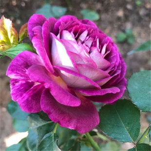 合唱团-爬藤月季花苗 庭院爬藤攀援植物藤本浓香型月季花卉盆栽