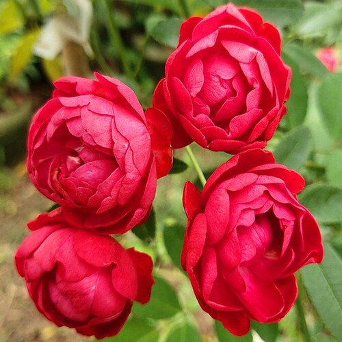 【红木香】-黄木香-橙木香-白木香爬藤攀援藤本浓香型月季花盆栽