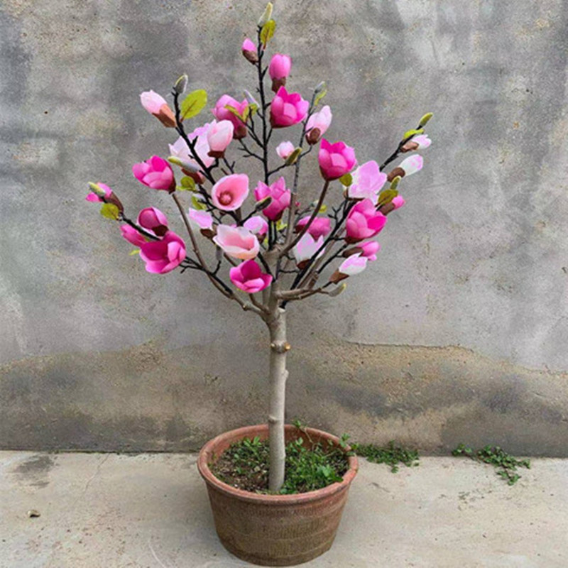 2年生小苗盆栽矮化嫁接玉兰苗紫玉兰花树苗红白黄玉兰南北方耐寒