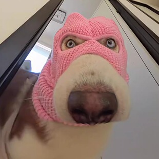 宠物头套创意针织狗狗强盗变装秀外出防风可爱高颜值猫狗通用面罩