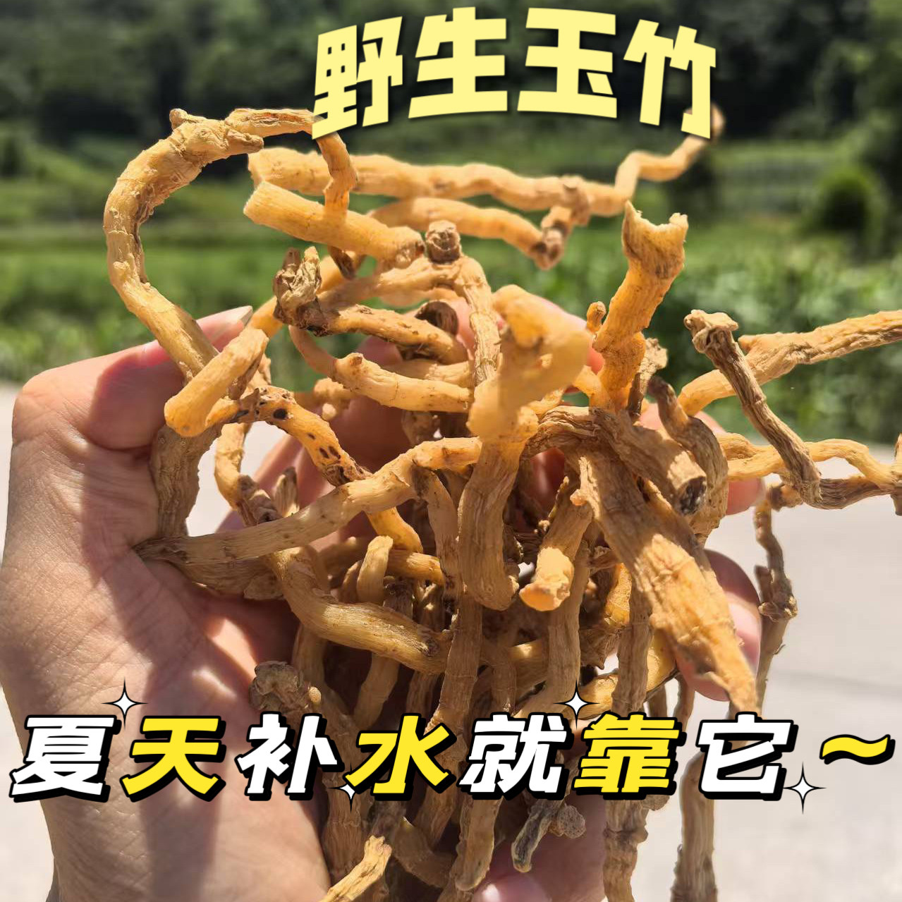 野生玉竹夏天补水搭麦冬泡水喝养生茶湘西农家晒干玉竹250g/500g