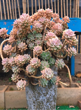 淡雪悬崖老桩幽灵公主群生多头红色多肉植物稀有大颗好养室内户外