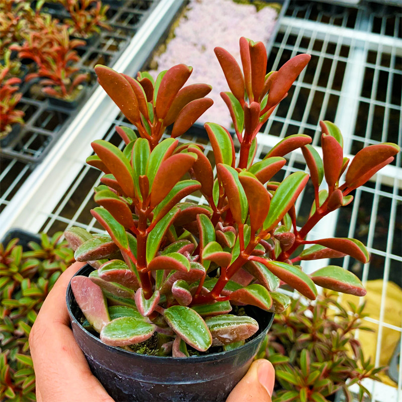 红背椒草多肉植物 群生组合肉肉花卉 办公室内多肉防辐射绿植盆栽