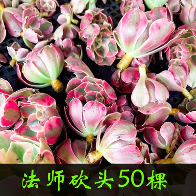 法师锦砍头大棚繁殖嫁