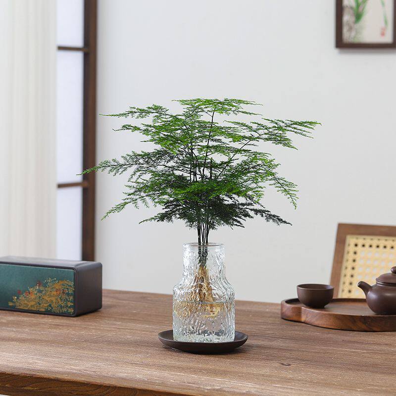 文竹盆栽懒人水培植物客厅室内桌面工位办公室茶几好养发财树绿植