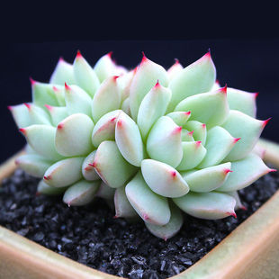 静夜群生多头多肉植物办公室内组合绿植肉肉盆栽花卉