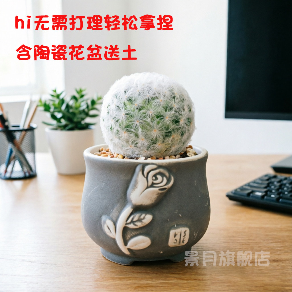 白星仙人球多肉植物室内植物乳突球白毛肉肉可爱软毛不扎手实生
