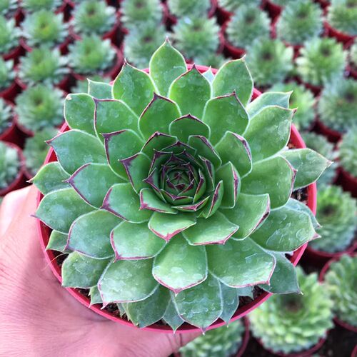 观音莲植物室内超大宿舍好养盆栽大棵容的多肉老桩盆景植物
