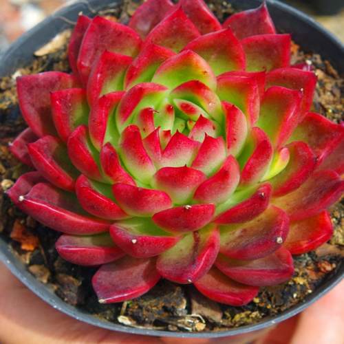 多肉植物 室内组合盆栽 肉肉办公室 红东云 红冬云