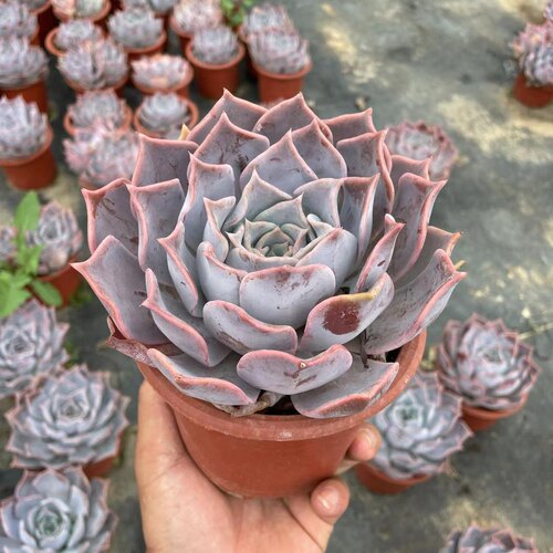 多肉小盆栽露西娜多肉植物 组合盆栽水培绿植花卉多肉组盆拼盆