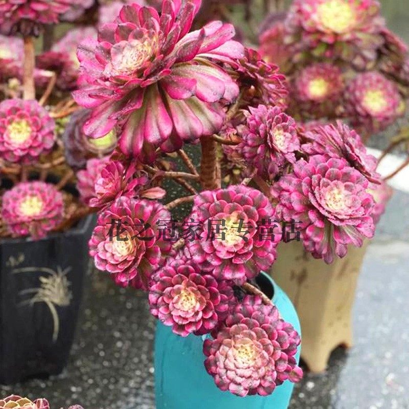 墨娅老桩盆栽法师覆轮锦多肉植物黑金刚法师锦绿植盆栽