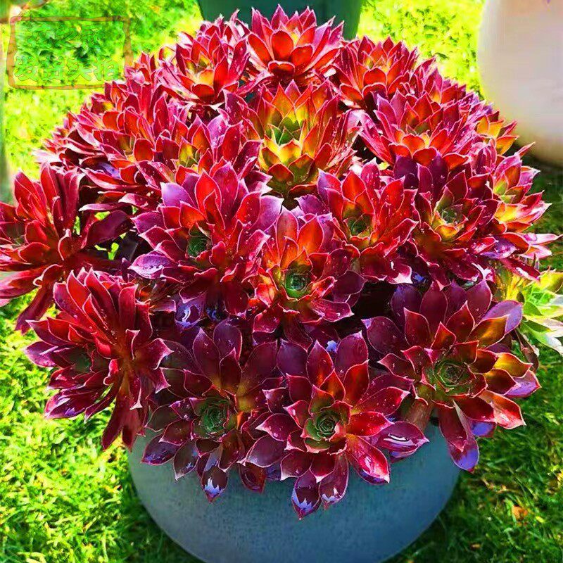 法师大苗凤凰法师多肉植物群生多头新手好养盆栽办公室绿植花卉