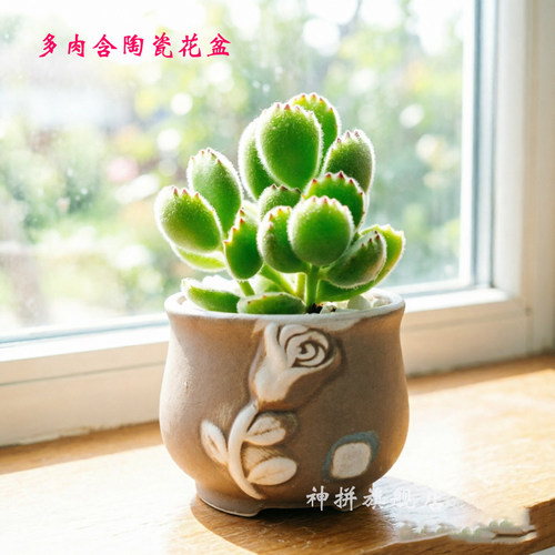 超萌易爆盆熊掌多肉植物组合盆栽绿植熊童子